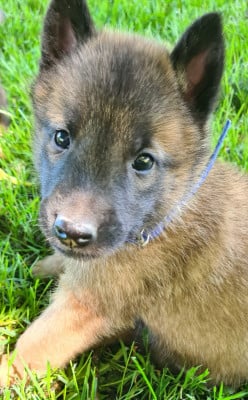 Les chiots de Berger Belge