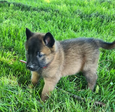 Les chiots de Berger Belge