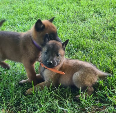 Les chiots de Berger Belge