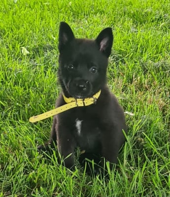 Les chiots de Berger hollandais