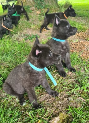 Les chiots de Berger hollandais