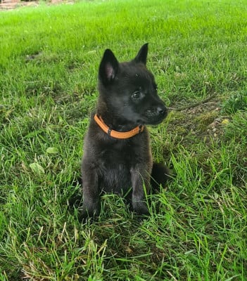 Les chiots de Berger hollandais