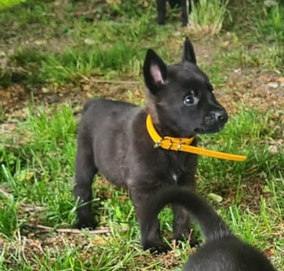 Les chiots de Berger hollandais