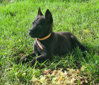 Les chiots de Berger hollandais