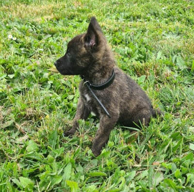 Les chiots de Berger hollandais