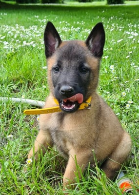 Les chiots de Berger Belge