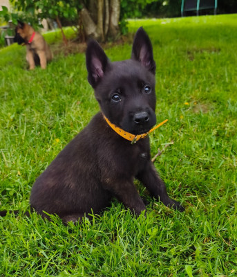Les chiots de Berger hollandais