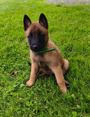Les chiots de Berger Belge
