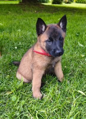 Les chiots de Berger Belge