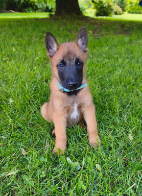 Les chiots de Berger Belge