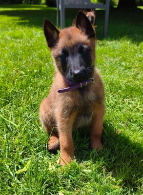 Les chiots de Berger Belge