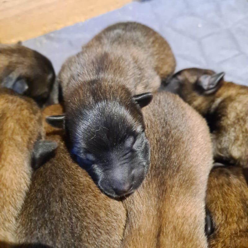 Berger Belge - Du Domaine Du Pont De Loye