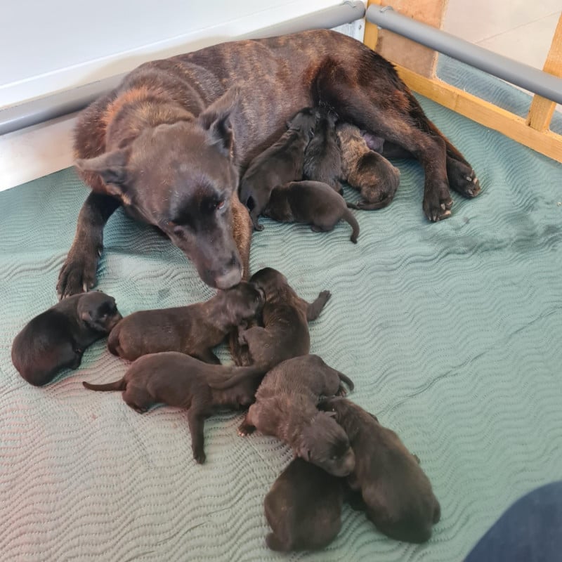 Berger hollandais - Du Domaine Du Pont De Loye