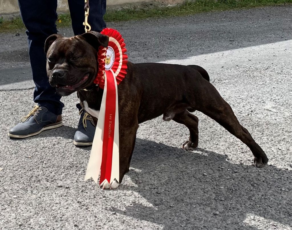 Sam Un Staffie Sinon Rien