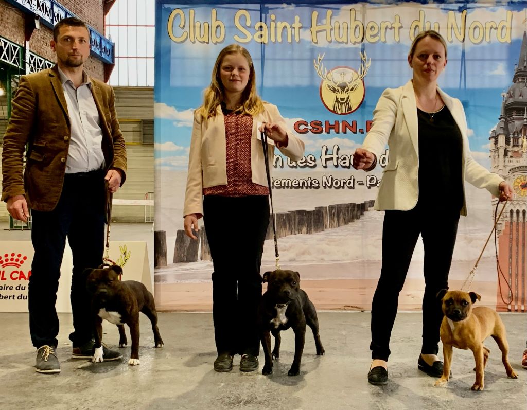 Sam Un Staffie Sinon Rien