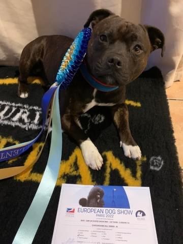 Sam Un Staffie Sinon Rien