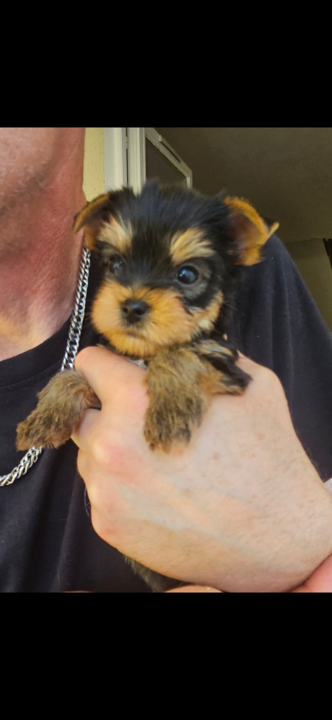 Chiot N°1 - Yorkshire Terrier