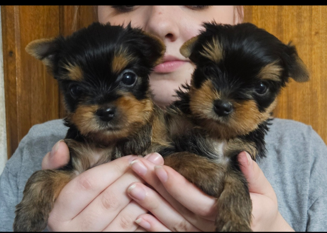 Chiot N°1 - Yorkshire Terrier