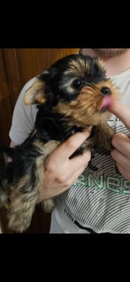 Les chiots de Yorkshire Terrier