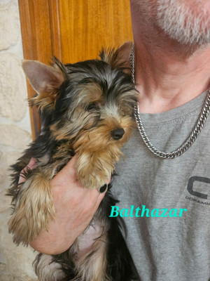 Les chiots de Yorkshire Terrier