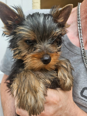Les chiots de Yorkshire Terrier