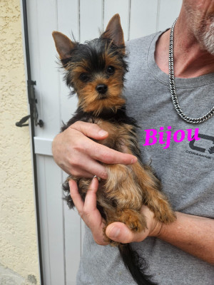 Les chiots de Yorkshire Terrier