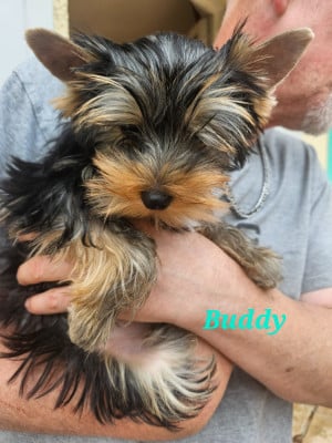 Les chiots de Yorkshire Terrier