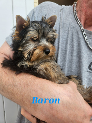 Les chiots de Yorkshire Terrier