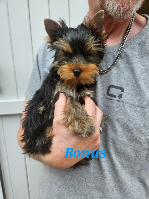 Les chiots de Yorkshire Terrier