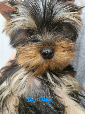 Les chiots de Yorkshire Terrier