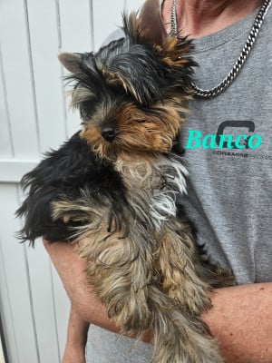 Les chiots de Yorkshire Terrier