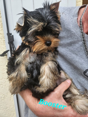Les chiots de Yorkshire Terrier