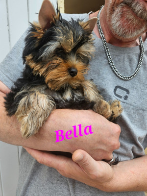 Les chiots de Yorkshire Terrier