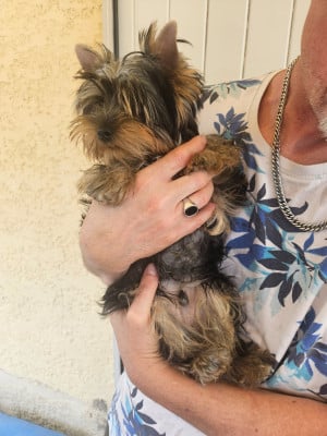 Les chiots de Yorkshire Terrier