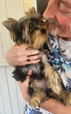 Les chiots de Yorkshire Terrier