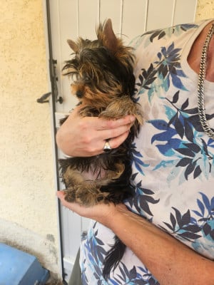 Les chiots de Yorkshire Terrier