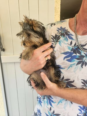 Les chiots de Yorkshire Terrier
