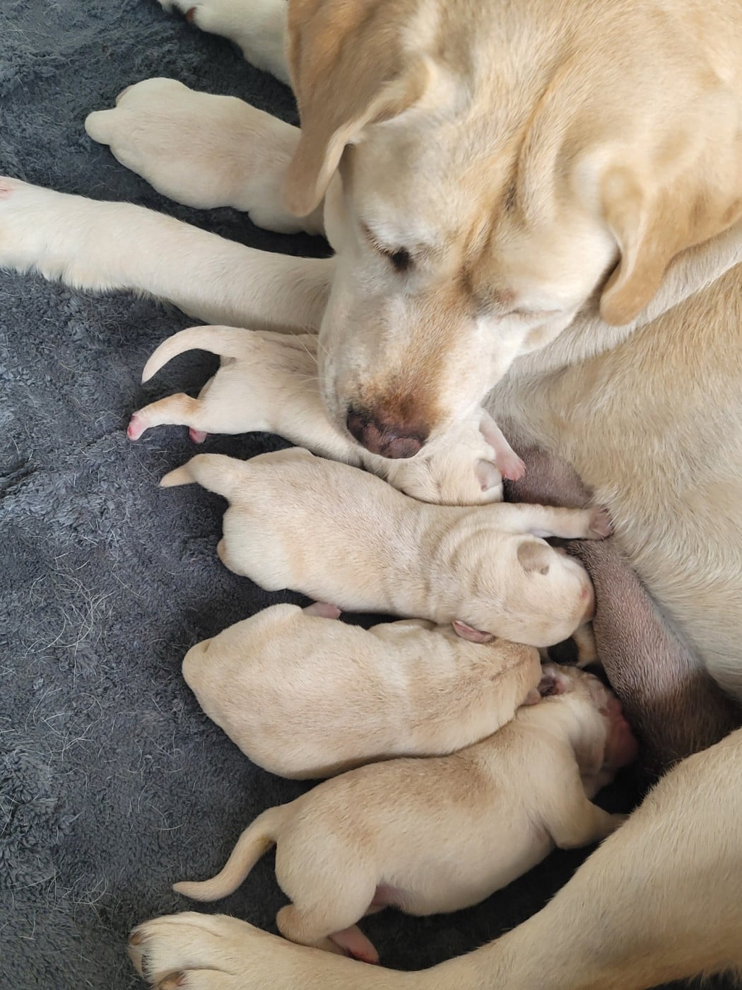 COLLIER VIOLET - Labrador Retriever