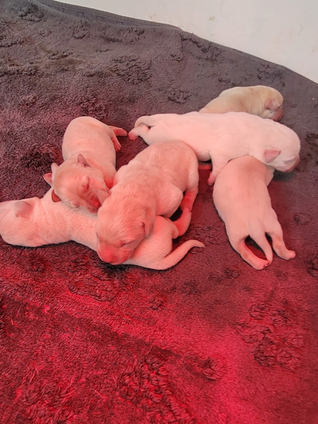CHIOT 2 - Labrador Retriever