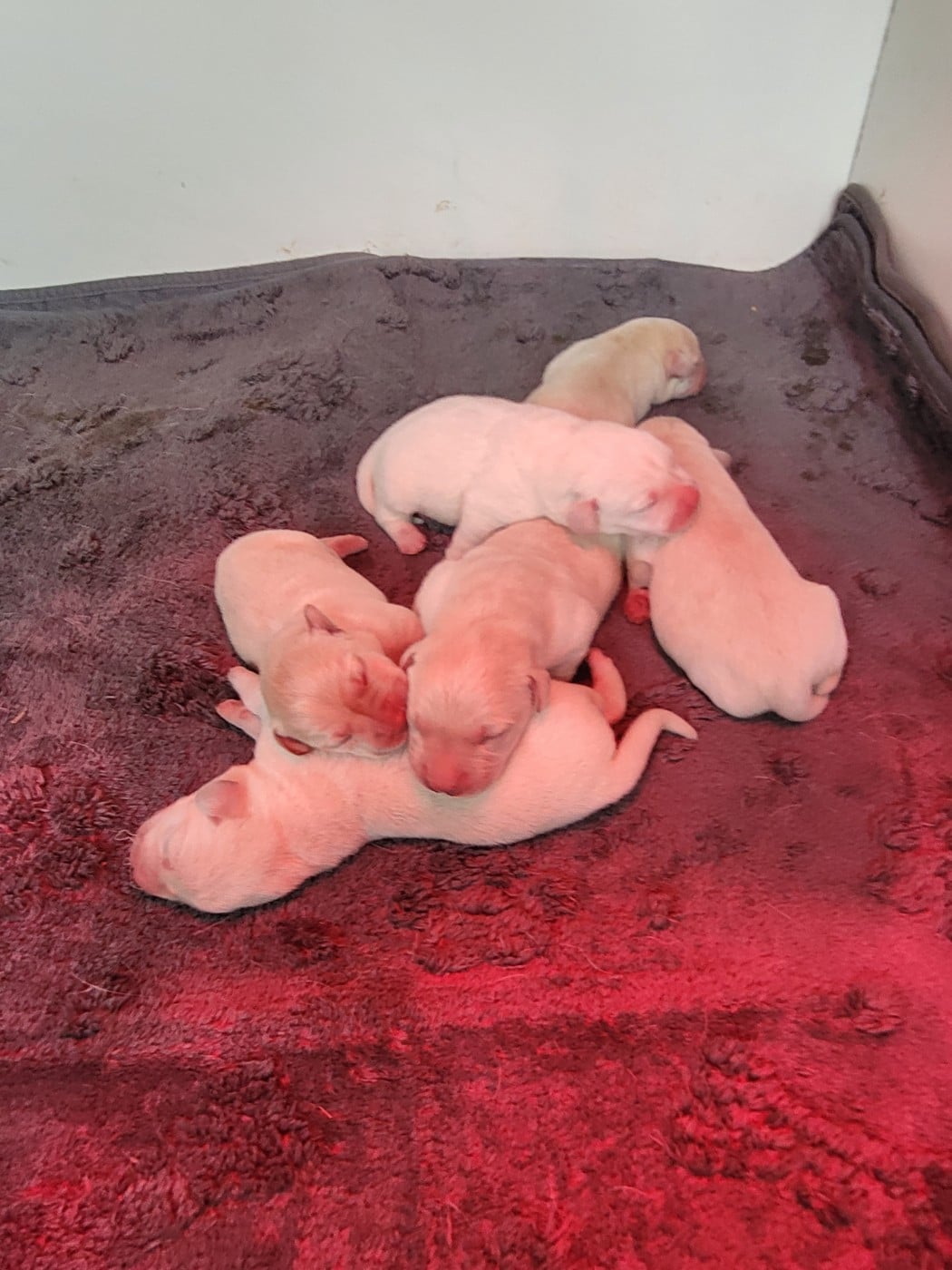 CHIOT 3 - Labrador Retriever