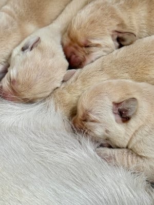 Les chiots de Labrador Retriever