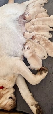 Les chiots de Labrador Retriever