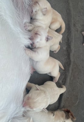 Les chiots de Labrador Retriever