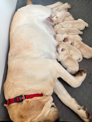 Les chiots de Labrador Retriever