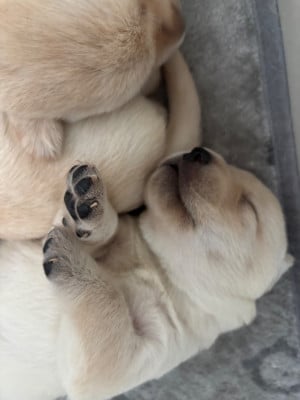 Les chiots de Labrador Retriever