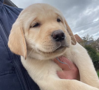 Les chiots de Labrador Retriever