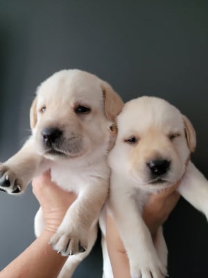 Les chiots de Labrador Retriever