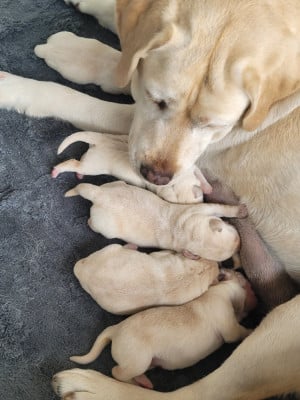 Labrador Retriever