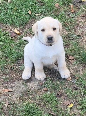 Les chiots de Labrador Retriever