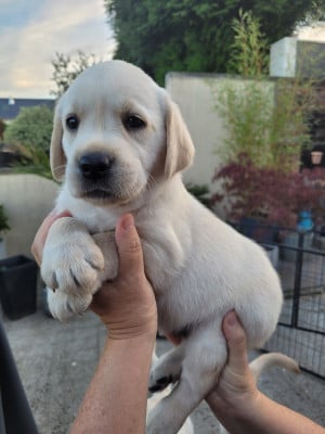 Les chiots de Labrador Retriever